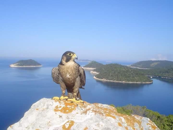 Dragovoda Bay Uble Kültér fotó